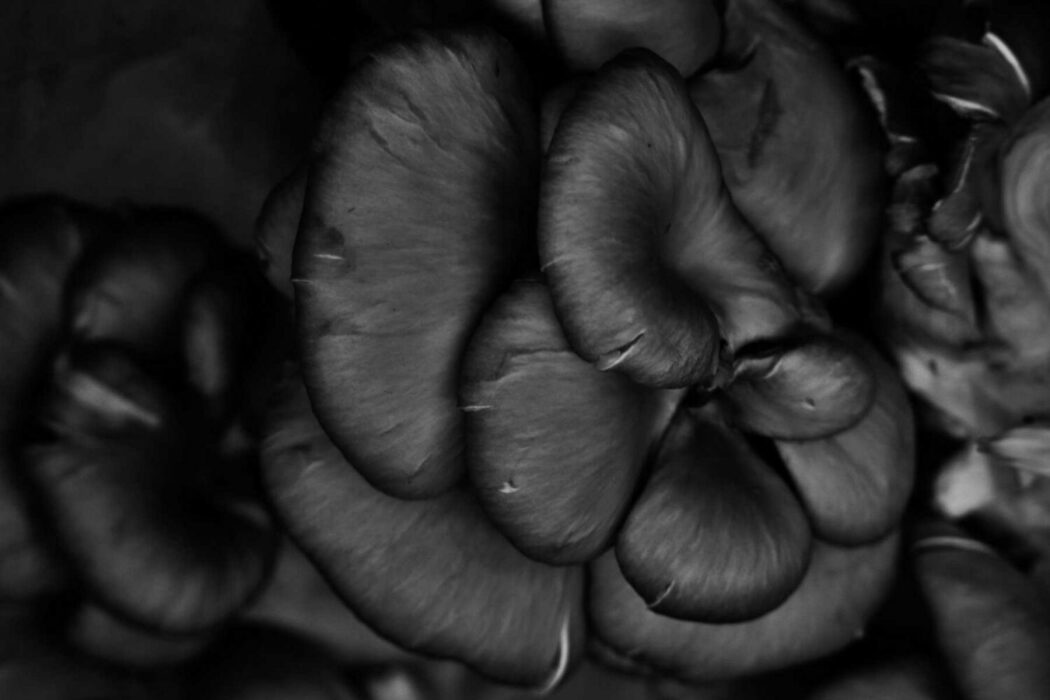 king oyster mushroom growing kit