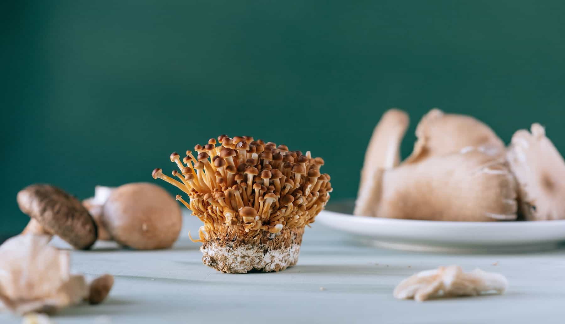 mushroom growing guide