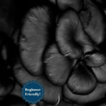 Black Pearl Oyster Liquid Culture