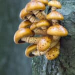 Chestnut Mushroom Culture