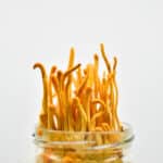 Cordyceps Liquid Culture