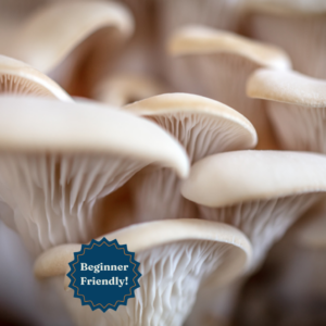 Elm Oyster Liquid Culture