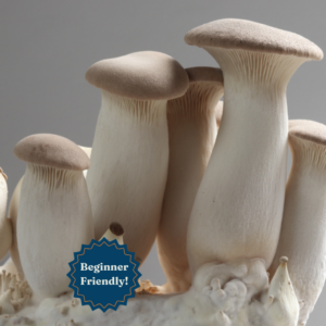 King Trumpet Mushroom Culture