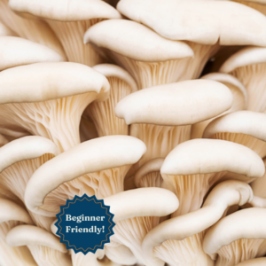 Pearl Oyster Liquid Culture