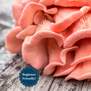 Pink Oyster Liquid Culture