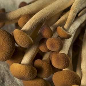 Pioppino Mushroom Culture