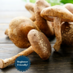 Shiitake Mushroom Liquid Culture