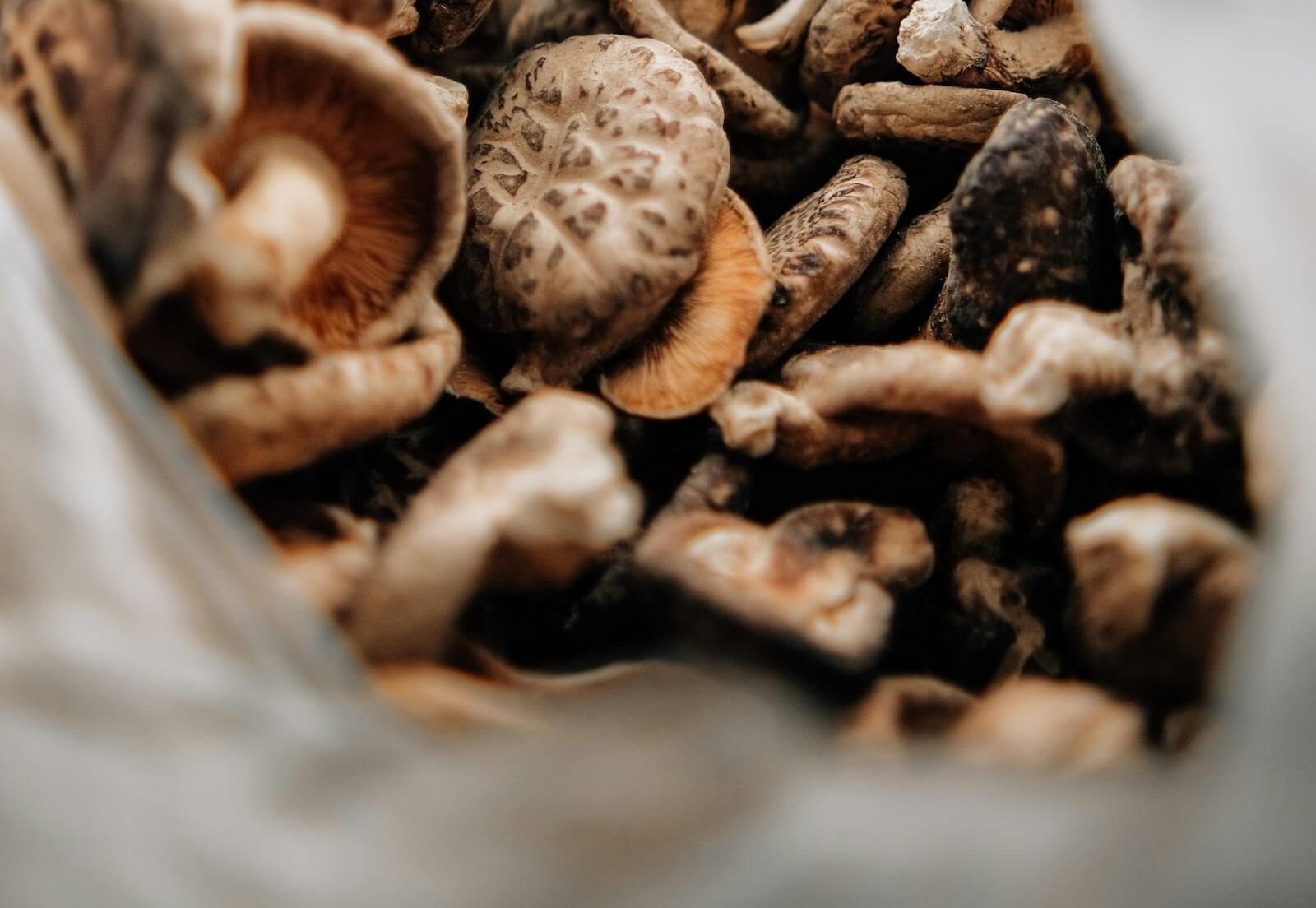 how to grow mushrooms in a grow bag